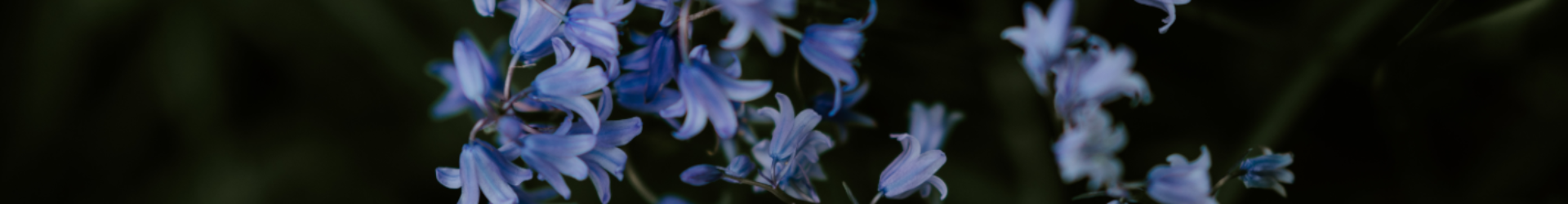 Fragile Flowers