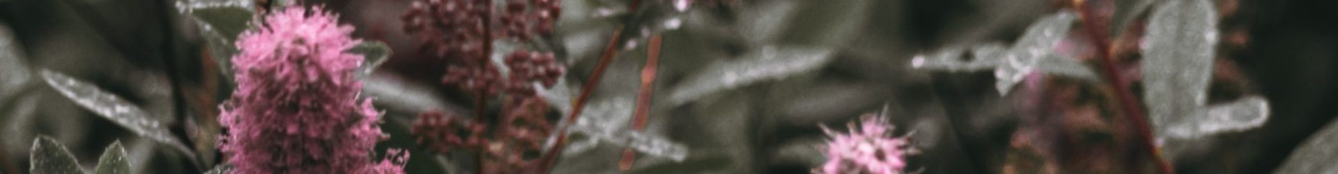 Fragile Flowers