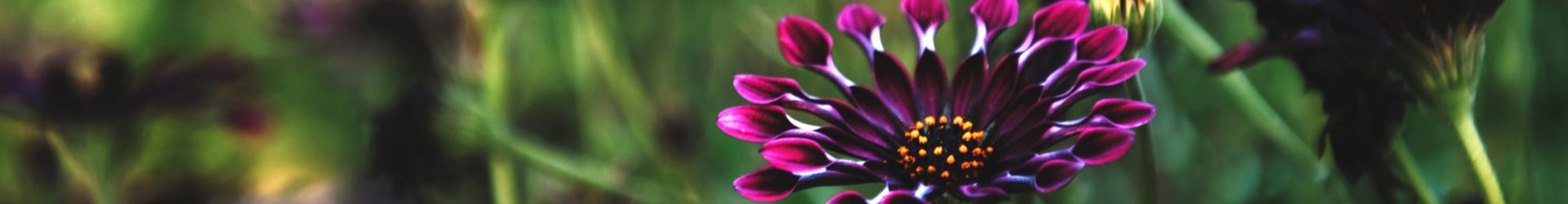 Fragile Flowers